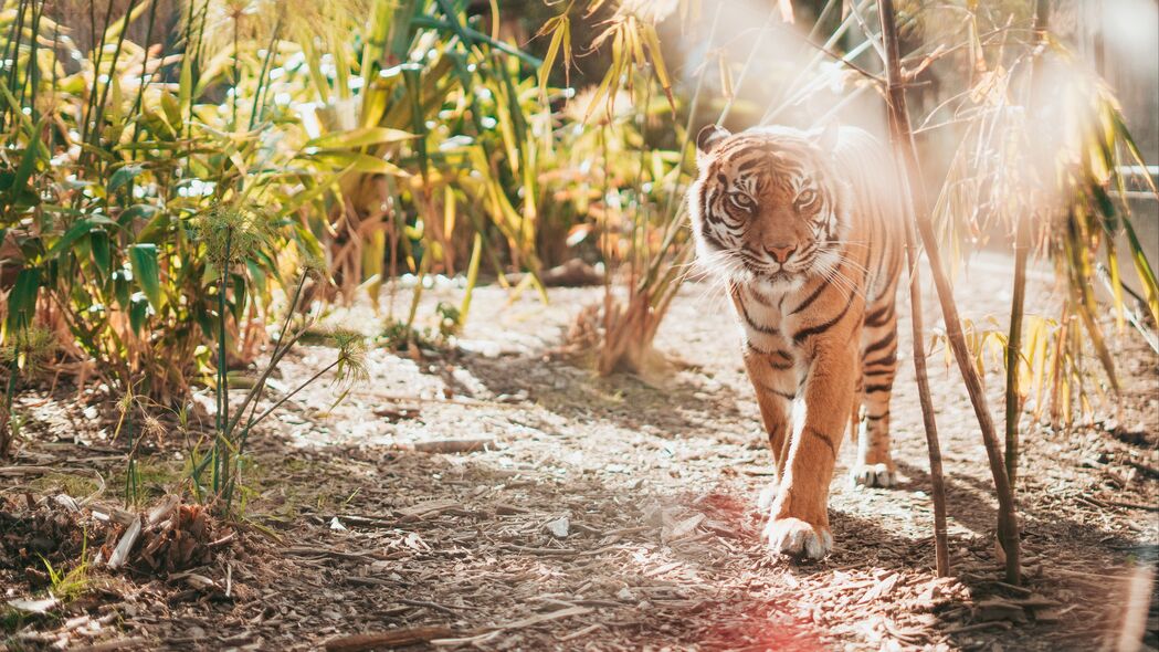 3840x2160 老虎 大猫 捕食者 阳光 4k壁纸 uhd 16:9