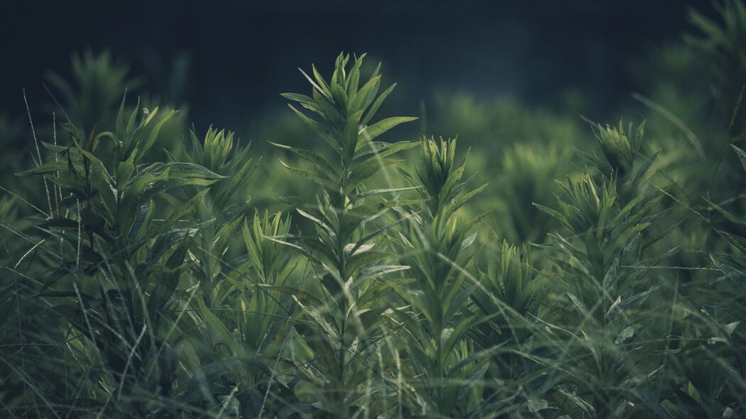 3840x2160 草 植物 绿色 模糊 4k壁纸 uhd 16:9