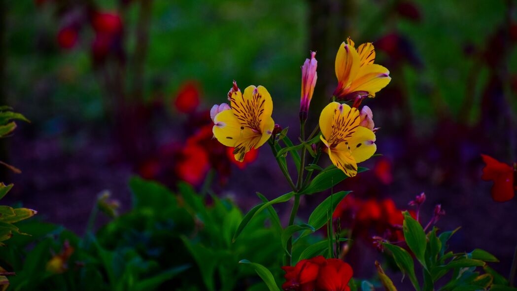 3840x2160  alstroemeria 花 花坛 开花 4k壁纸 uhd 16:9