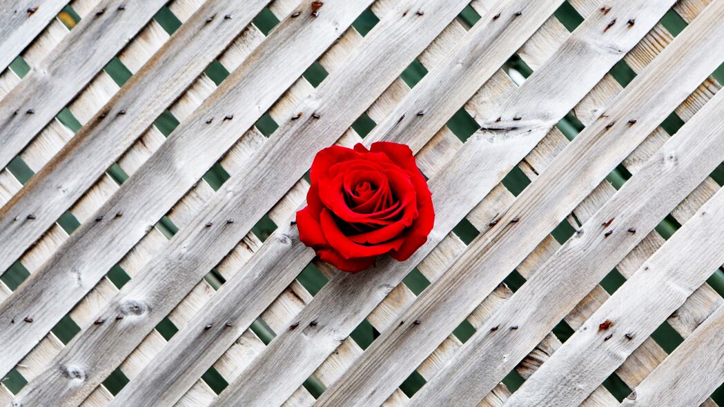 3840x2160 玫瑰 围栏 墙壁 红色 木制 4k壁纸 uhd 16:9