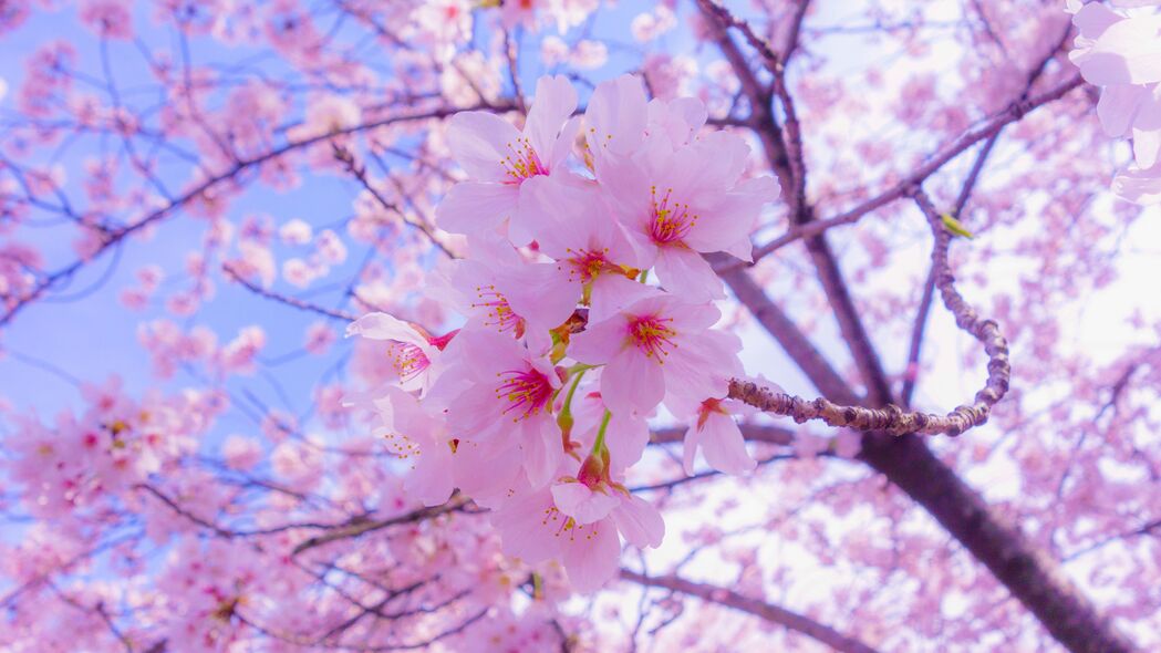 3840x2160 樱花 花朵 盛开 春天 粉红色 4k壁纸 uhd 16:9
