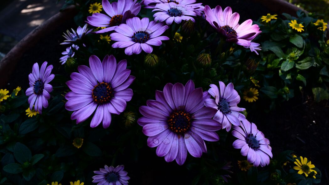 3840x2160 骨精 花盆 盛开的 4k壁纸 uhd 16:9