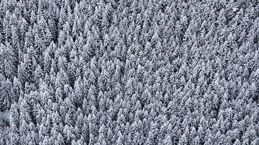 3840x2160 棵树 俯视图 雪地 雪地 4k壁纸 uhd 16:9