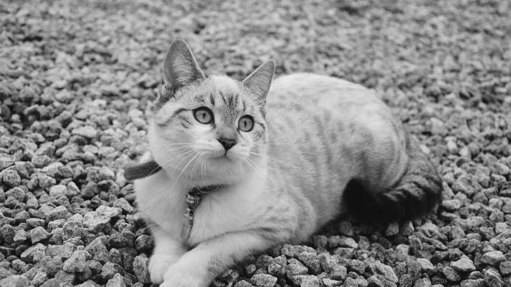 3840x2160 猫 可爱 躺着 bw 4k壁纸 uhd 16:9