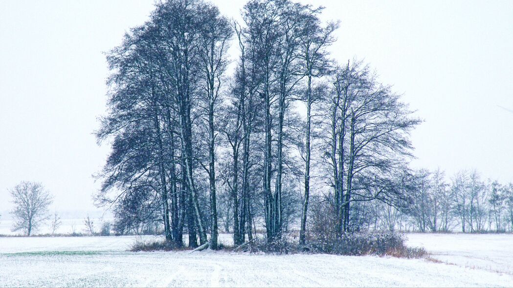 3840x2160 棵树 冬天 雪地 4k壁纸 uhd 16:9