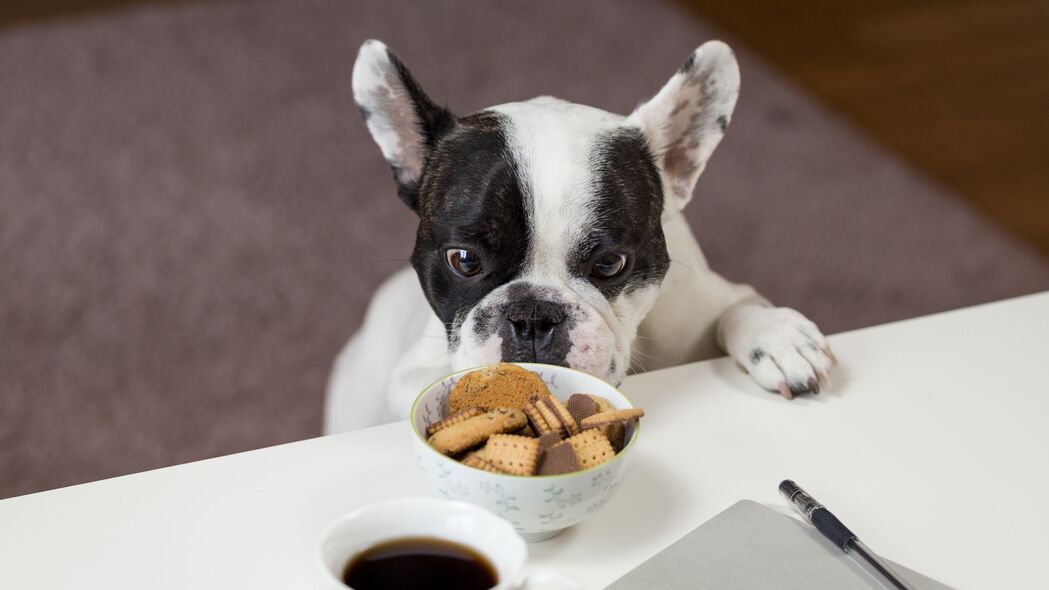 3840x2160 斗牛犬 饼干 外观 食欲 4k壁纸 uhd 16:9