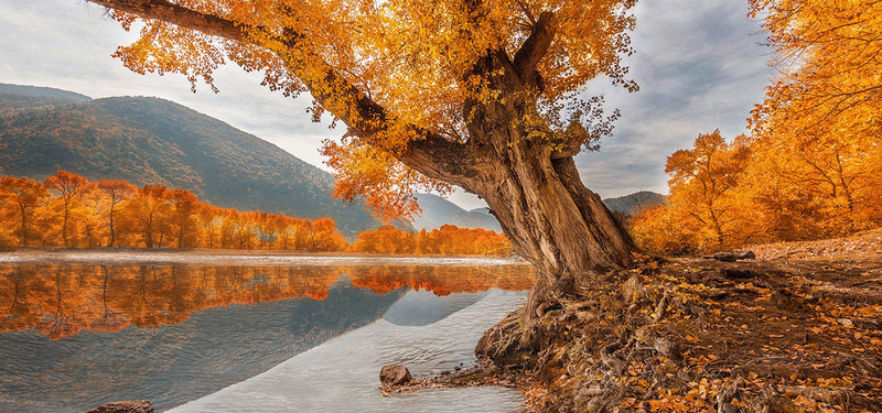 河边枫树背景