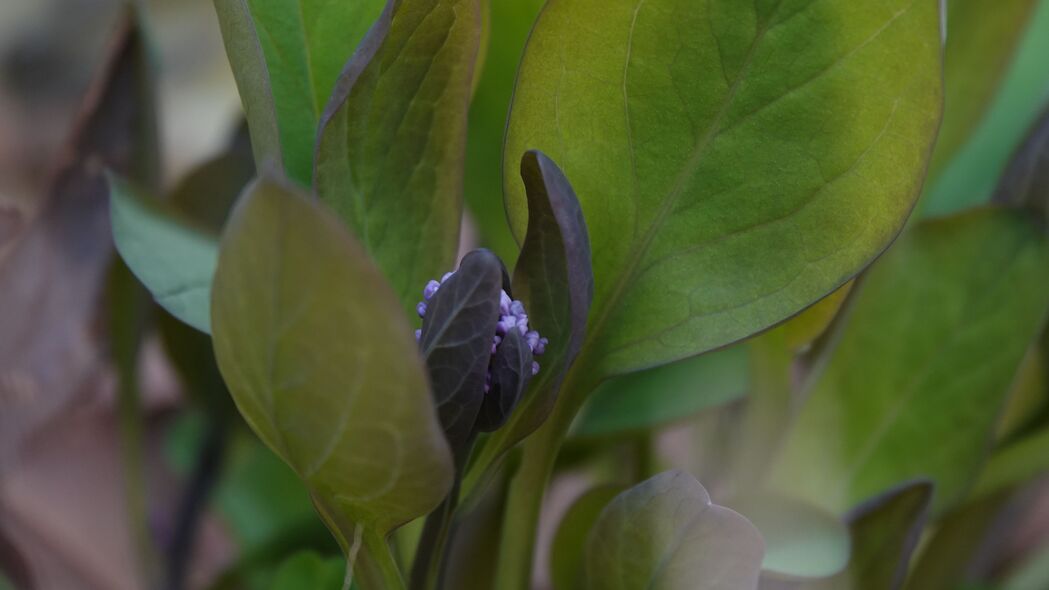 弗吉尼亚风铃草 花 叶子 植物 4k壁纸 3840x2160