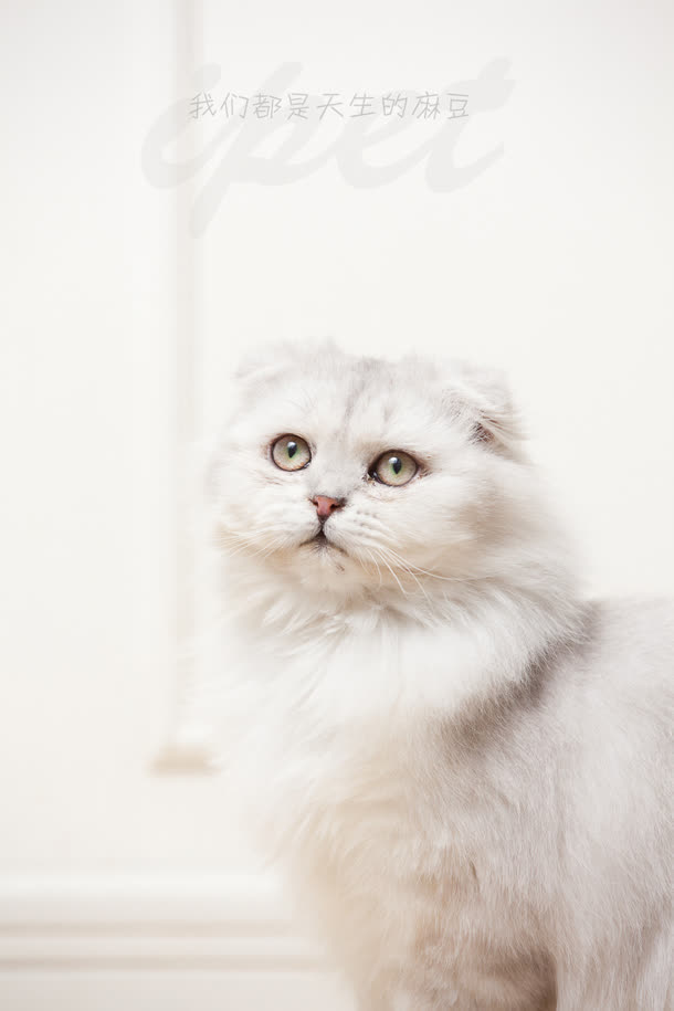 白色抬头的波斯猫素材