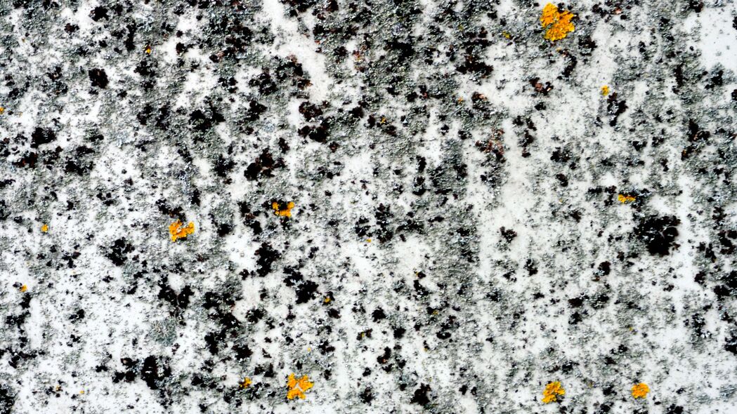 苔藓 藻类 白色 宏观 纹理壁纸 背景4k 3840x2160