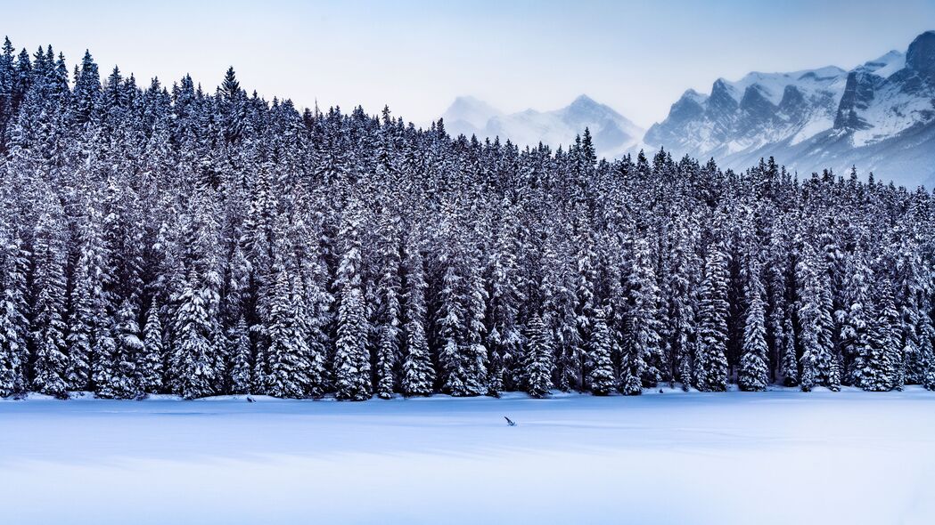 森林 山脉 景观 雪 冬天 自然 4k壁纸 3840x2160