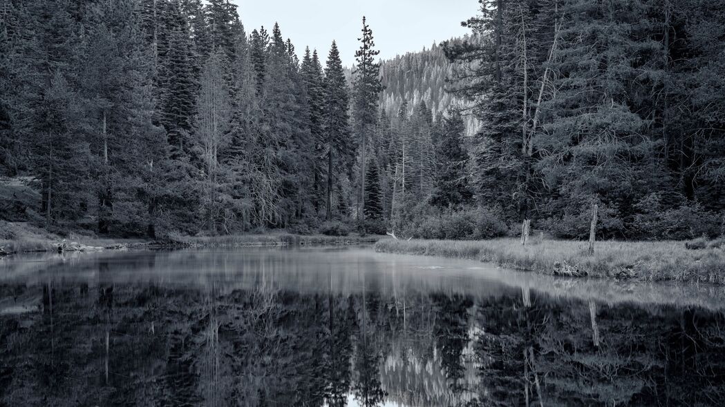 池塘 森林 树木 倒影 自然 黑白 4k壁纸 3840x2160