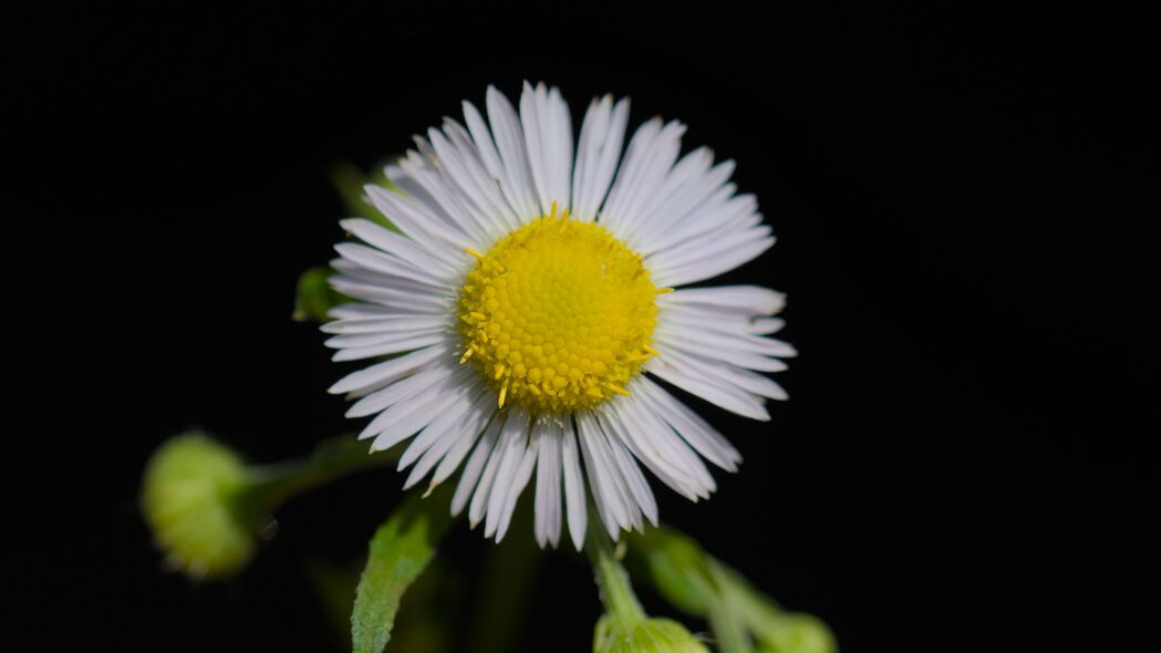  fleabane 花 花瓣 黑色背景 4k壁纸 3840x2160