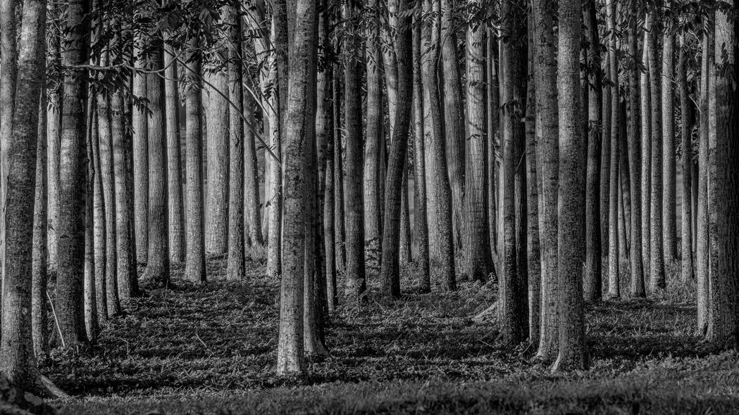 森林 树木 树干 黑白 4k壁纸 3840x2160