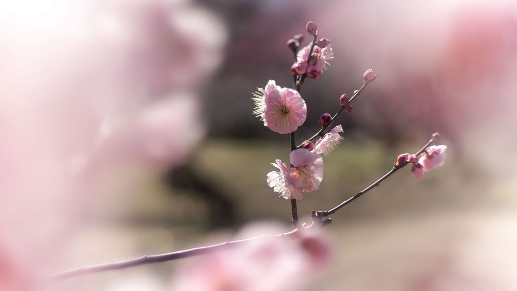 日本李子 花 春天 树枝 花瓣 粉红色 模糊 4k壁纸 3840x2160