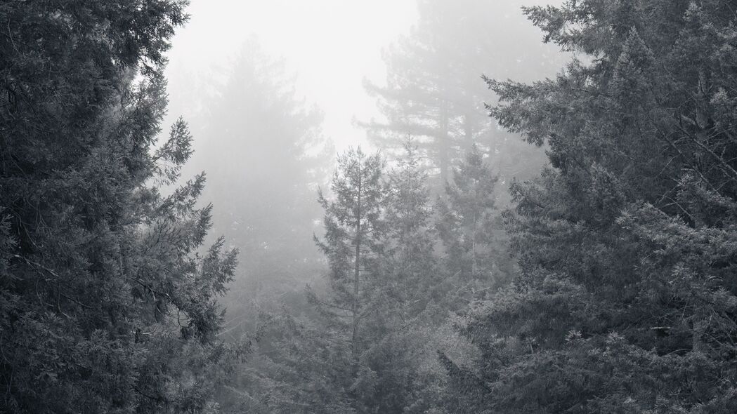 树木 森林 黑白 风景 自然 4k壁纸 3840x2160
