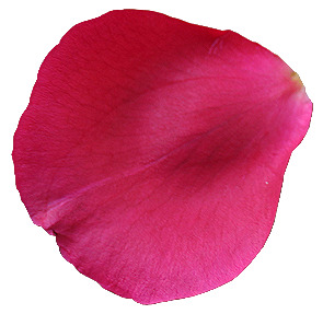 玫瑰花瓣素材