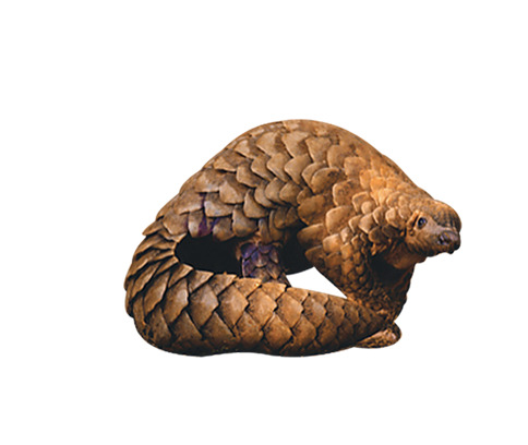 金黄穿山甲