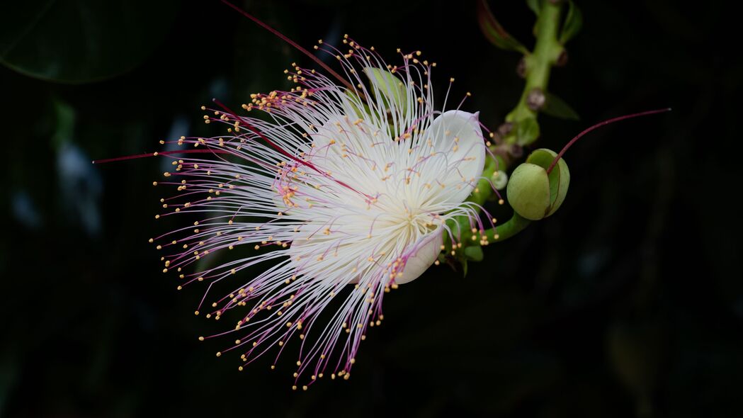  barrintonia 花 花瓣 花粉 宏观 白色 4k壁纸 3840x2160