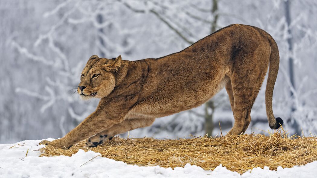 母狮 捕食者 大猫 姿势 雪地 4k壁纸 3840x2160