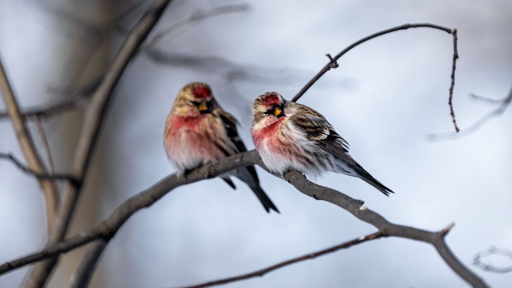  redpoll 鸟 树枝 模糊 野生动物 4k壁纸 3840x2160