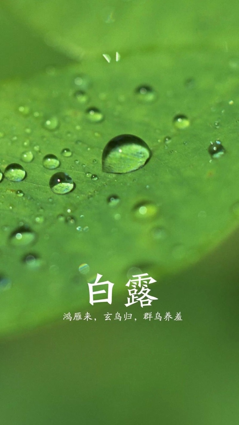 白露H5背景