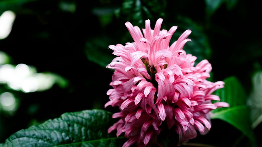  justicia carnea 花 花序 花瓣 宏观 4k壁纸 3840x2160