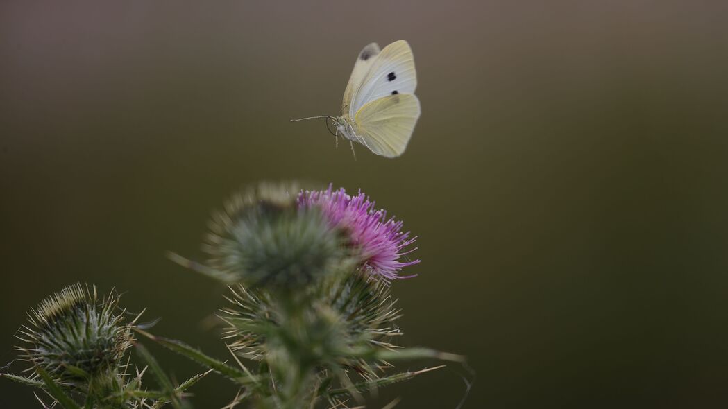  pieris 蝴蝶 花 模糊 宏 荆棘 4k壁纸 3840x2160