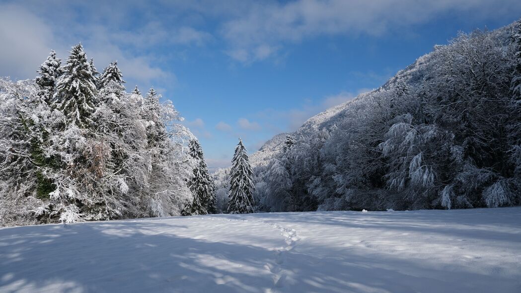 云杉 树木 雪 景观 冬季 4k壁纸 3840x2160