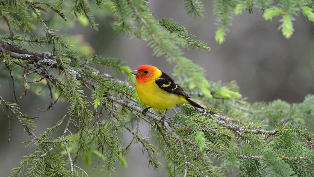  tanager 鸟 羽毛 明亮 树枝 针 4k壁纸 3840x2160