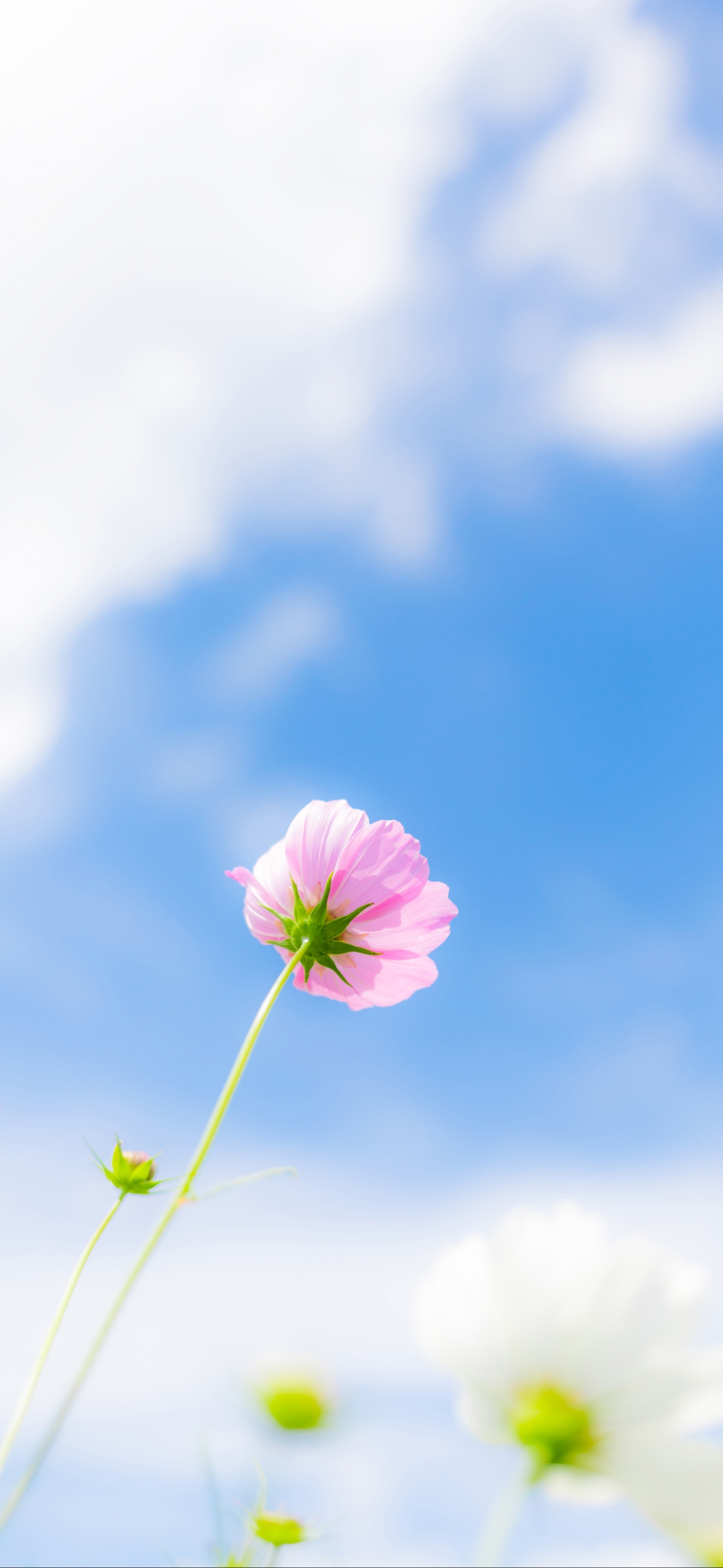 夏天 花朵 干净 清新 天空 4k风景手机壁纸