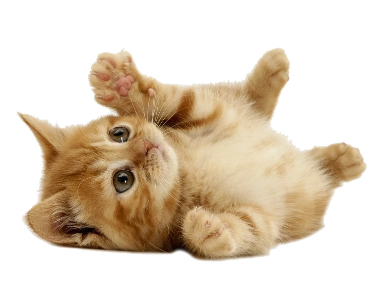 可爱猫咪