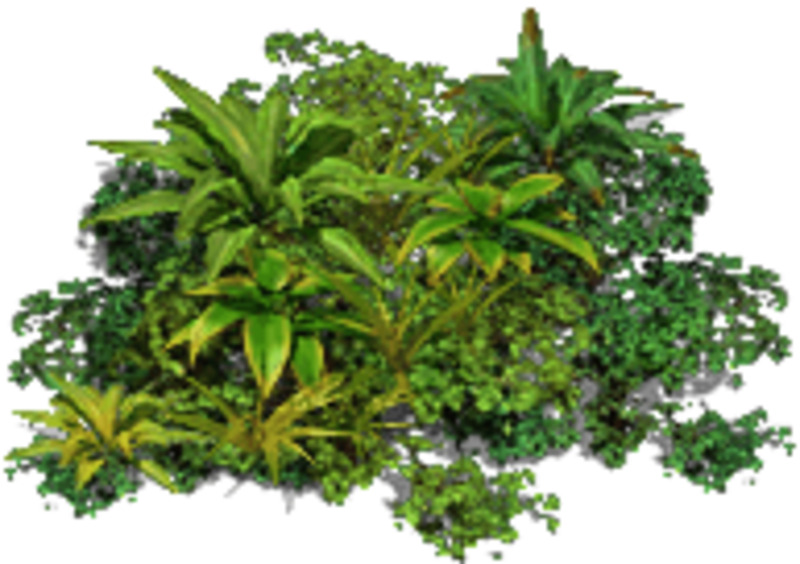 绿色植物