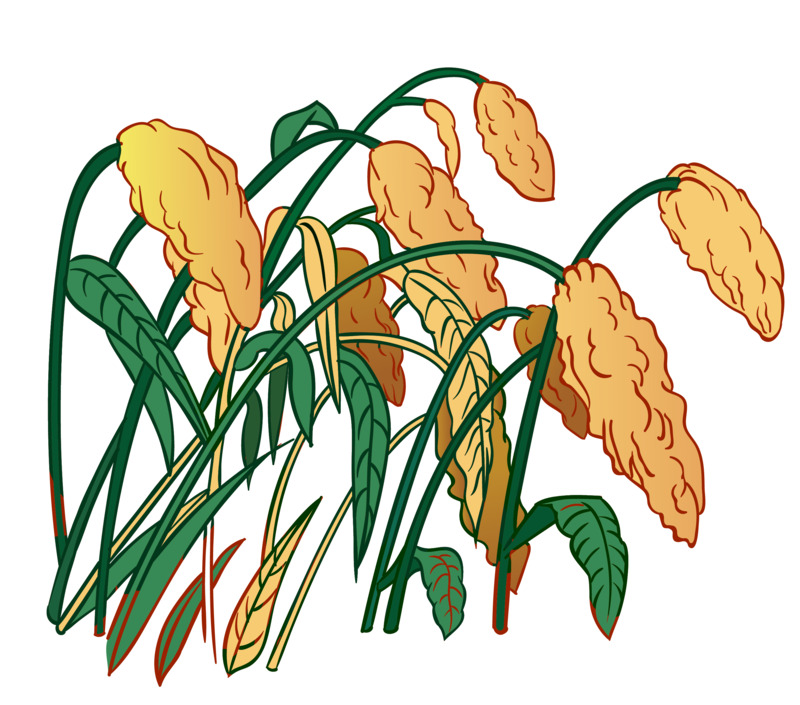 矢量高粱插画