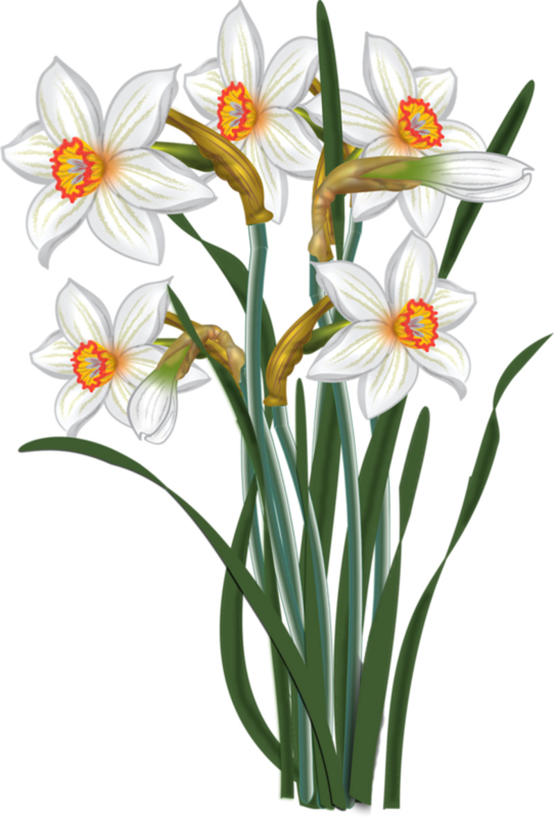 漂亮水仙花