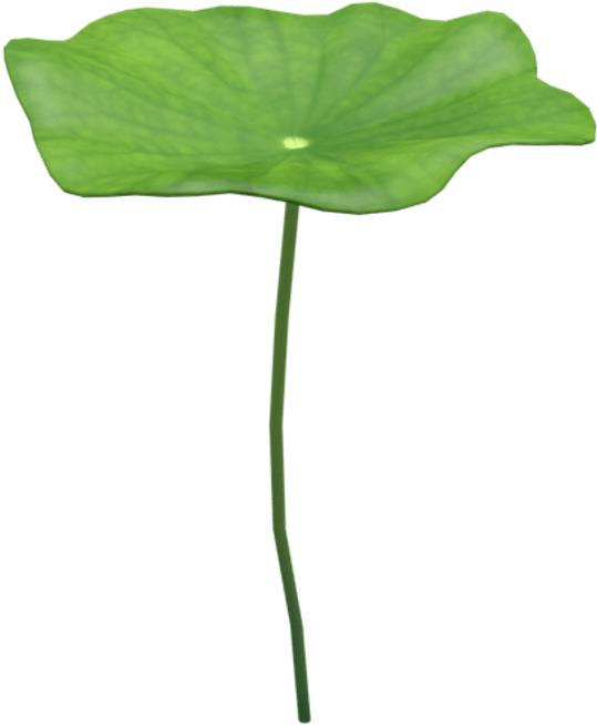 高清矢量手绘荷叶素材