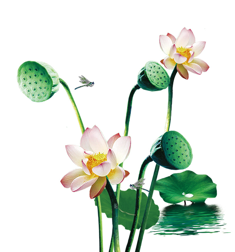 传统夏至节气清新荷花装饰插画