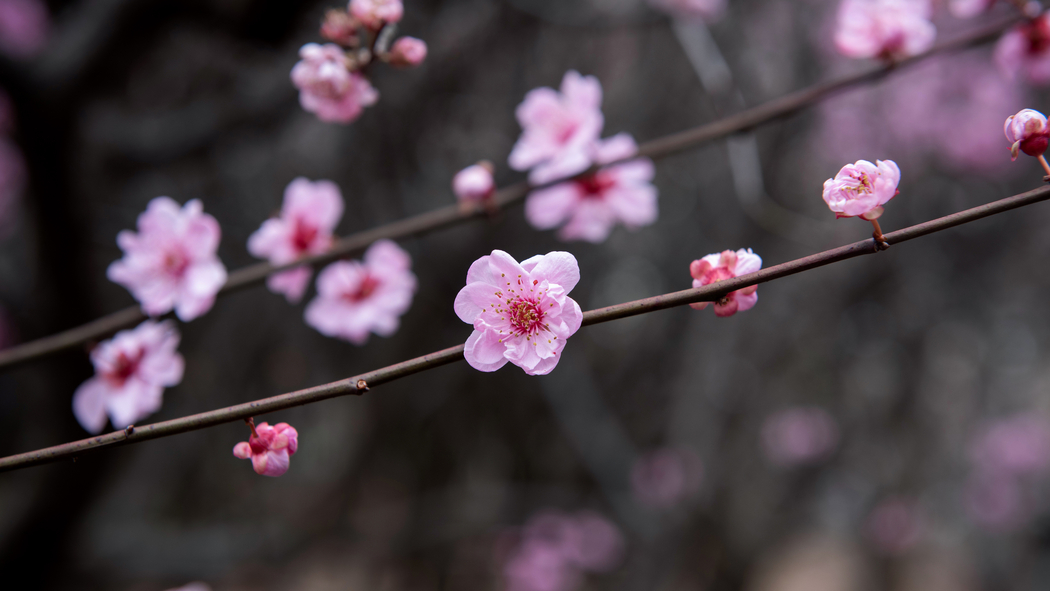 梅花高清风景 4K壁纸 3840x2160