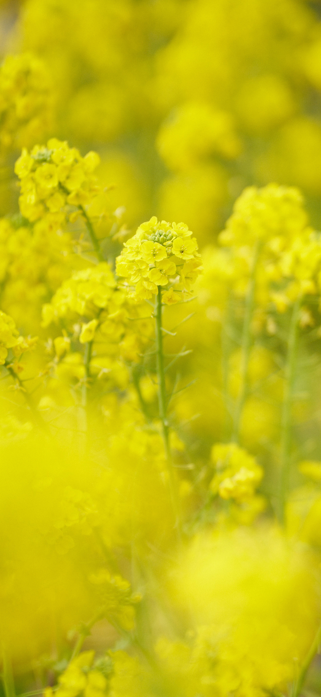 油菜花风景4k手机壁纸竖屏