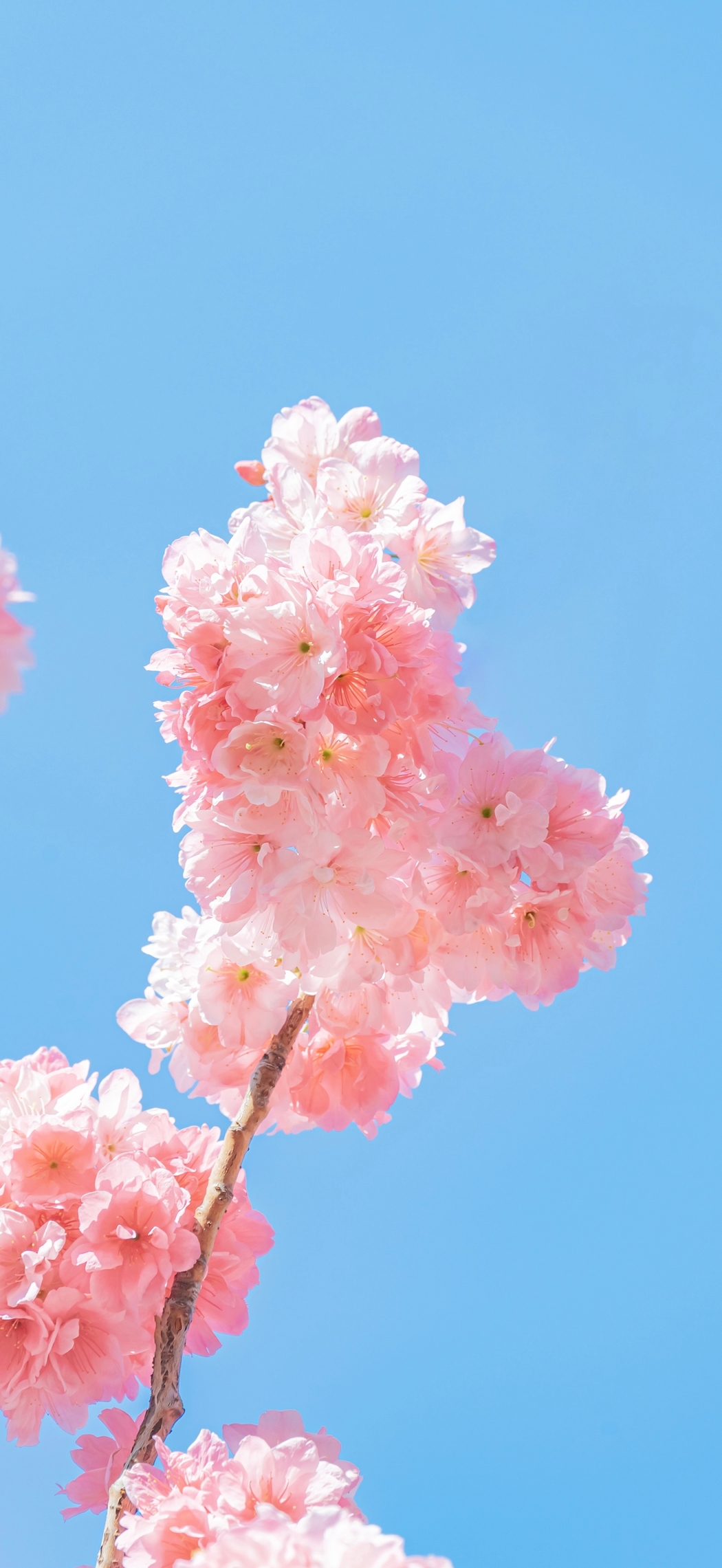 春天樱花4k手机壁纸竖屏