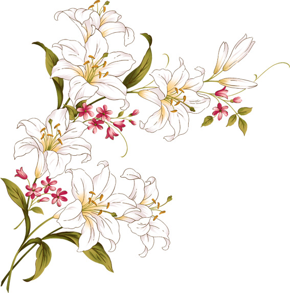手绘百合花展板素材