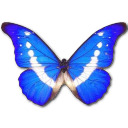 Morpho Helena Icon