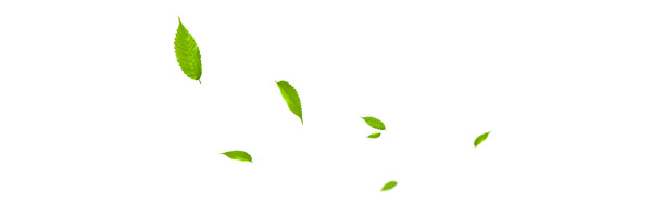 叶子飘飘