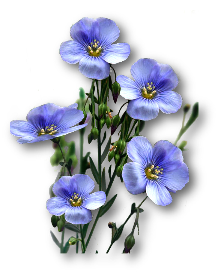 亚麻籽花束图片素材