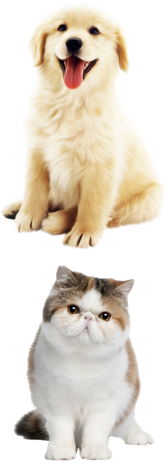 可爱小金毛加菲猫