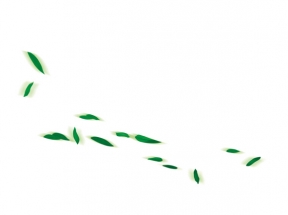 春风荡漾柳叶飞