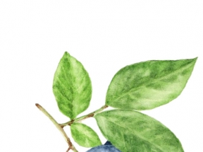 蓝莓