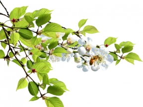 蜜蜂白色樱花夏日