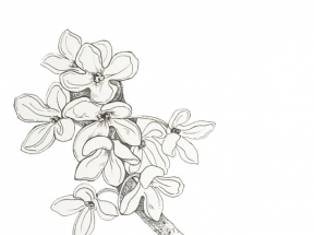 手绘桂花花瓣矢量图
