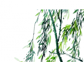 柳树